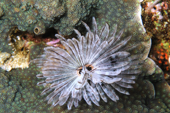  Sabellastarte sanctijosephi (Giant Feather Duster)